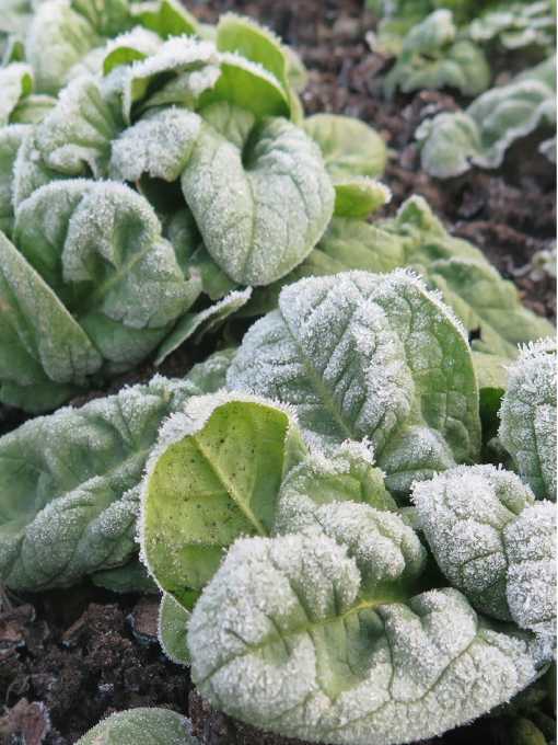 Blätter mit Raureif