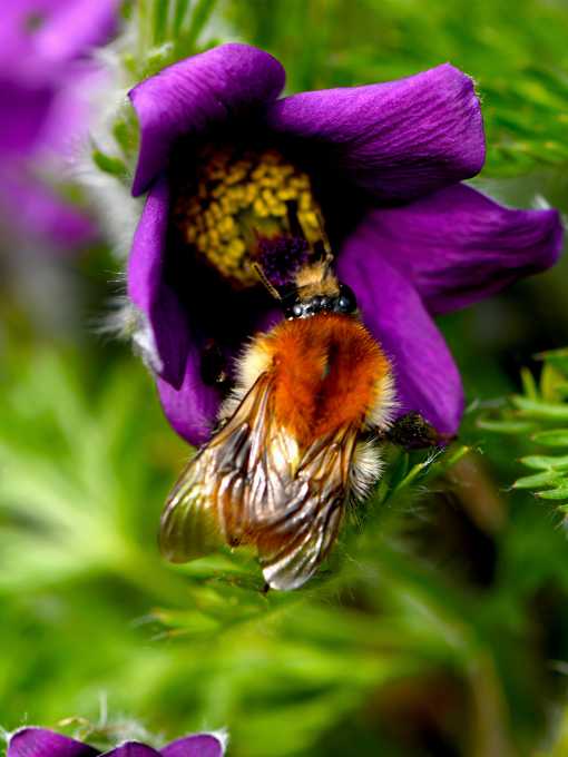 Ausstellung im Alpengarten