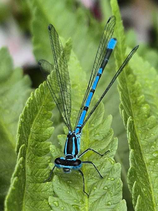 Libelle im Alpengarten