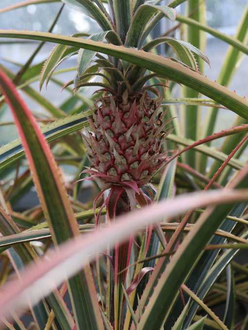 Glashäuser im Belvedere