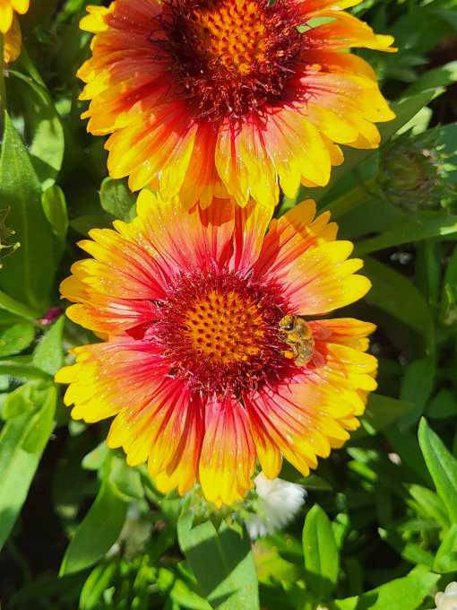 Nützlinge im Garten