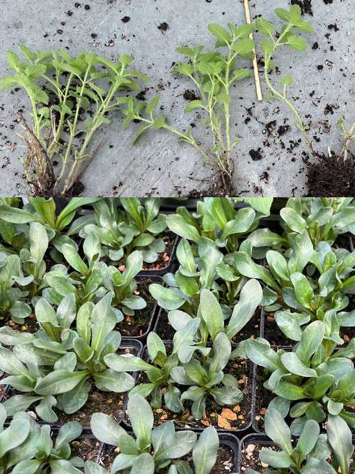 Staudenvermehrung leicht gemacht