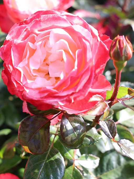 Rose in Vollblüte