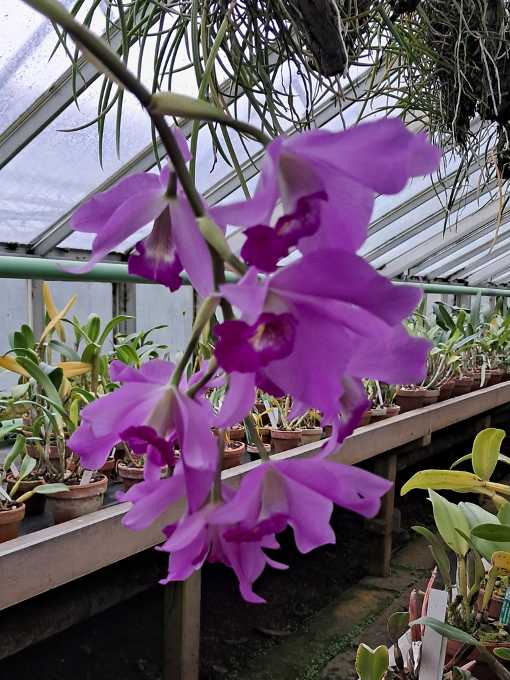 Botanische Sammlung: Orchidee