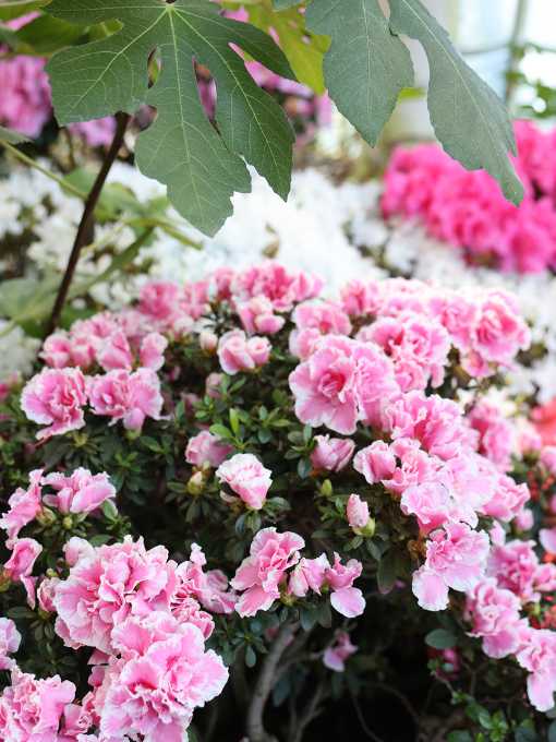 Azaleen im Palmenhaus