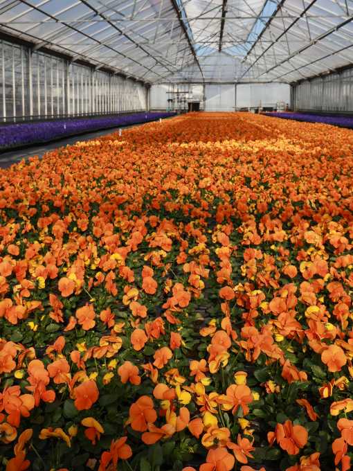 Violen im Feldgarten