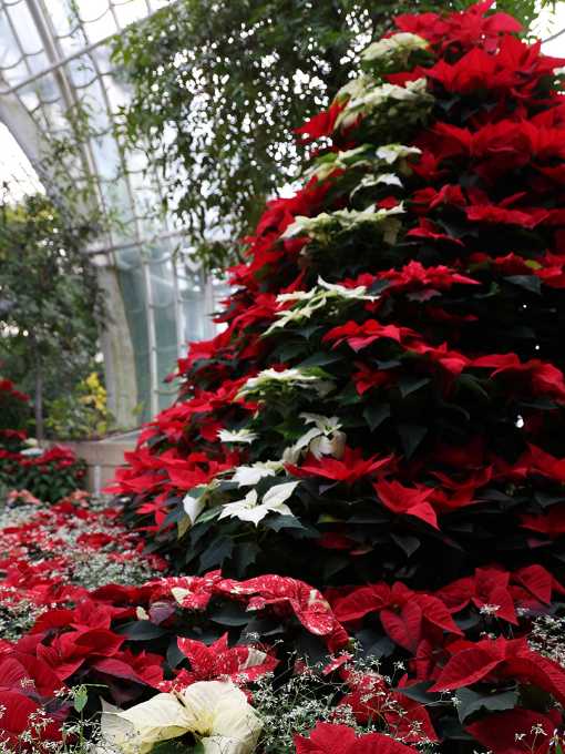 Sternenzauber im Großen Palmenhaus