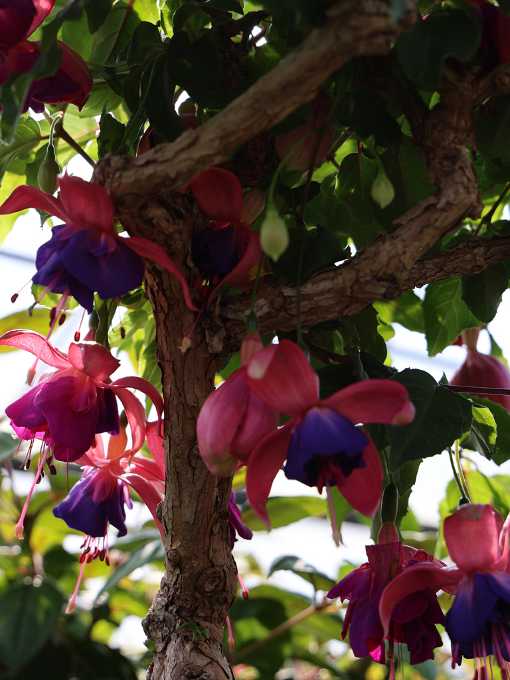 Historische Fuchsie