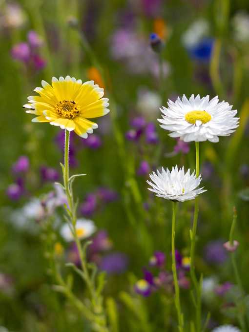 Blumenwiese
