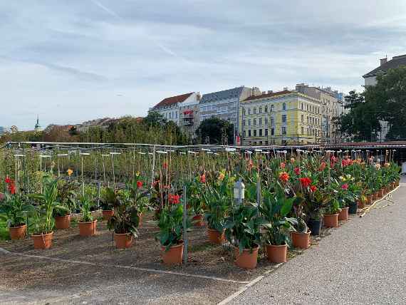 Blühende Cannapflanzen stehen in Töpfen im Reservegarten