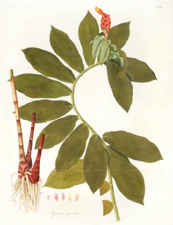 Botanische Illustration einer Alpinia spiralis