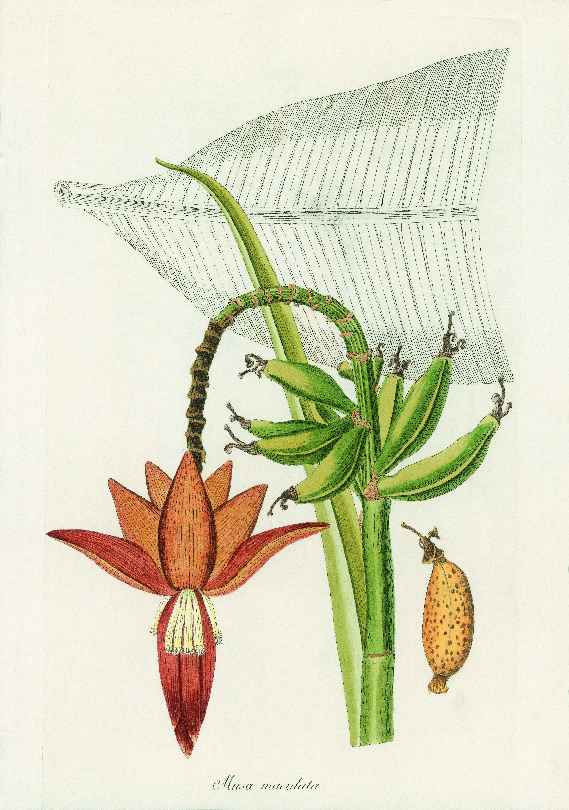 Botanische Illustration einer Banane mit Blüte und Fruchtstand