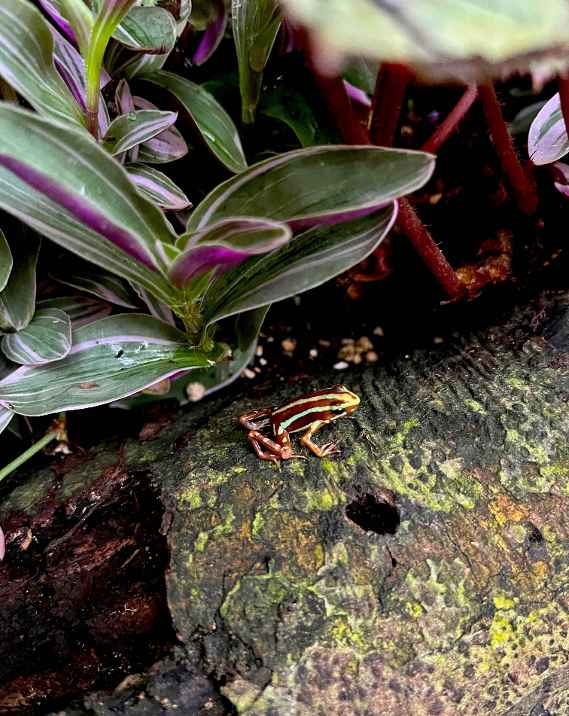 Ein Pfeilgiftfrosch sitzt auf einem Stein