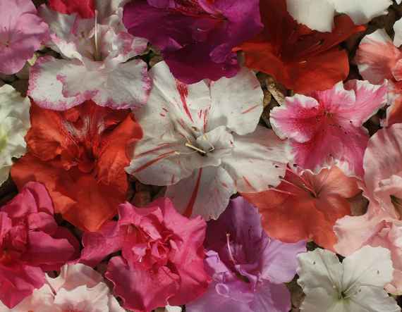 Verschiedenfarbige Azaleenblüten