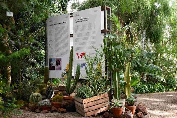 Informationstafeln im Palmenhaus mit Kakteen im Vordergrund