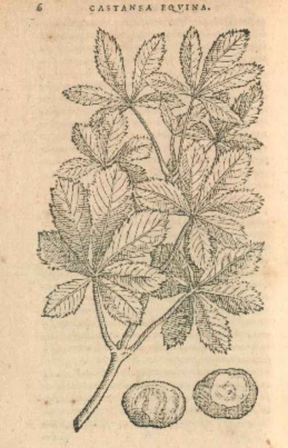 Holzschnitt eines Astes mit Blättern und Früchten einer Rosskastanie