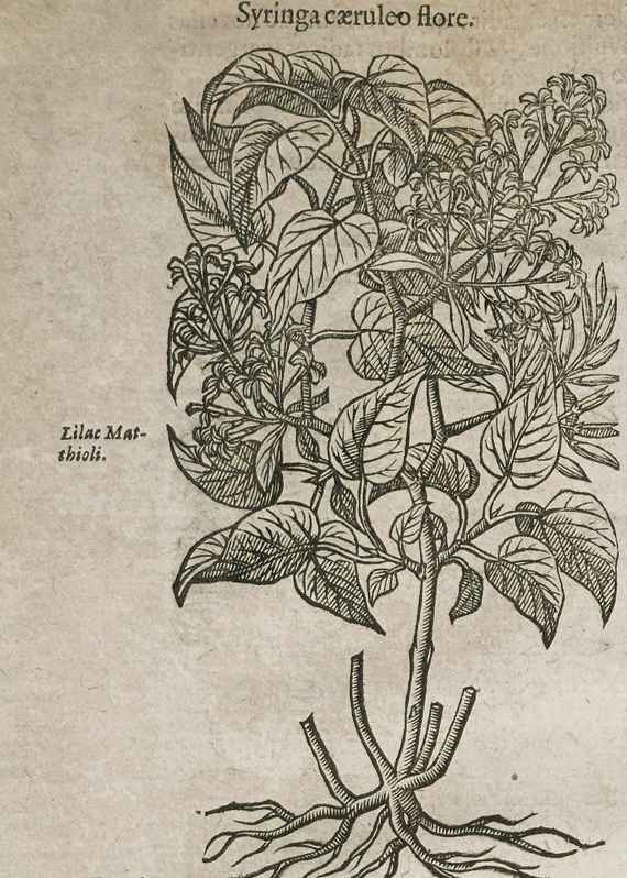 Holzschnitt eines blühenden Flieders