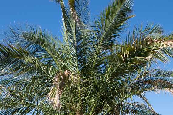 grüne Palmwedel der Phoenix canariensis vor blauem Himmel
