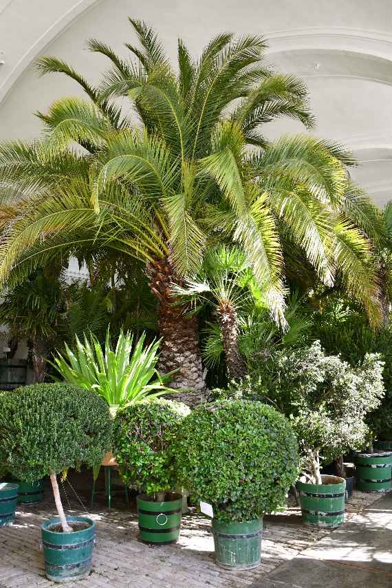 Große Palmen und andere Pflanzen im Schönbrunner Orangeriegebäude