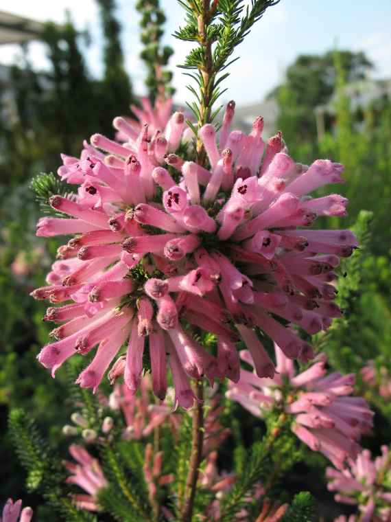 Blühende Erica verticillata