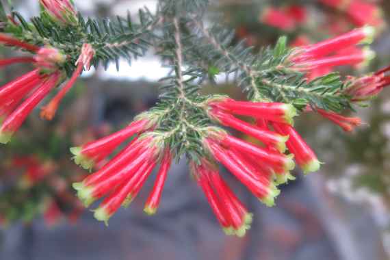 Rote Blüten einer Erika