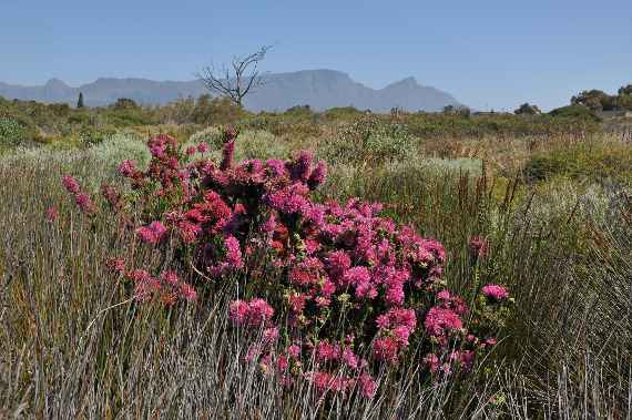 Blühender Erikenstrauch in Südafrika