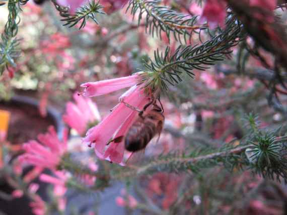 Eine Wildbiene sitzt an einer Blüte von Erica verticillata