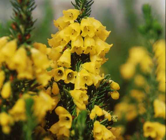 Gelbe Blüten von Erica pageana