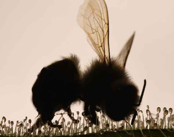 Eine Wildbiene sitzt auf den klebrigen Tentakeln einer Drosera