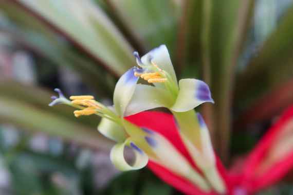 Blüte von Billbergia amoena var. rubra