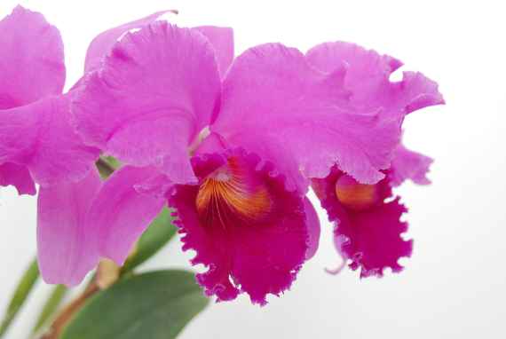 Nahaufnahme einer pinkfarbenen Blüte der Cattleya Hybride vor einem weißen Hintergrund