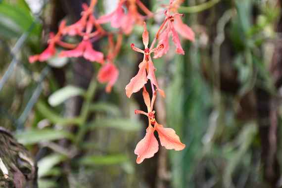 Nahaufnahme einer rosaroten Wildorchidee in der Bildmitte, vor einem Hintergrund mit grünen Pflanzen