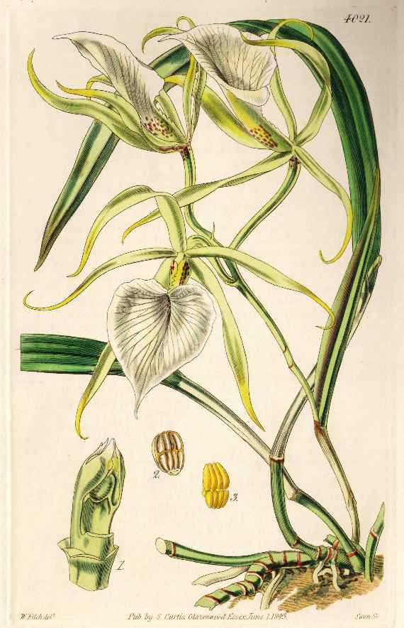 Botanische Illustration einer weiß blühenden Brassalova Nodosa, mit grünen Blättern, Wurzeln und Details der noch geschlossenen Knospe
