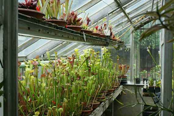 Viele, auch blühende Sarracenien unterschiedlicher Größe stehen in einem Glashaus
