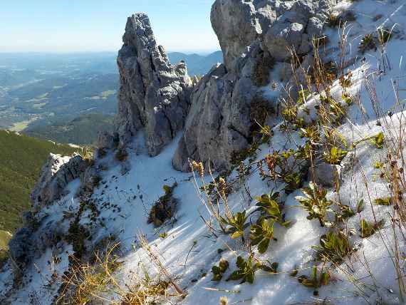 In einem Schneefeld im Hochgebirge stehen Pflanzen und Samenstände