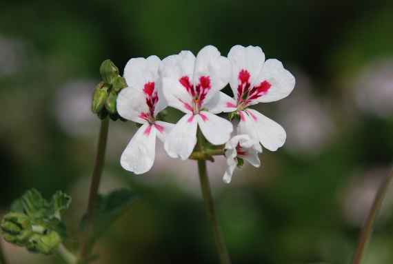 Nahaufnahme einer weis-rot blühenden Pelargonium echinatum vor grünem Hintergrund