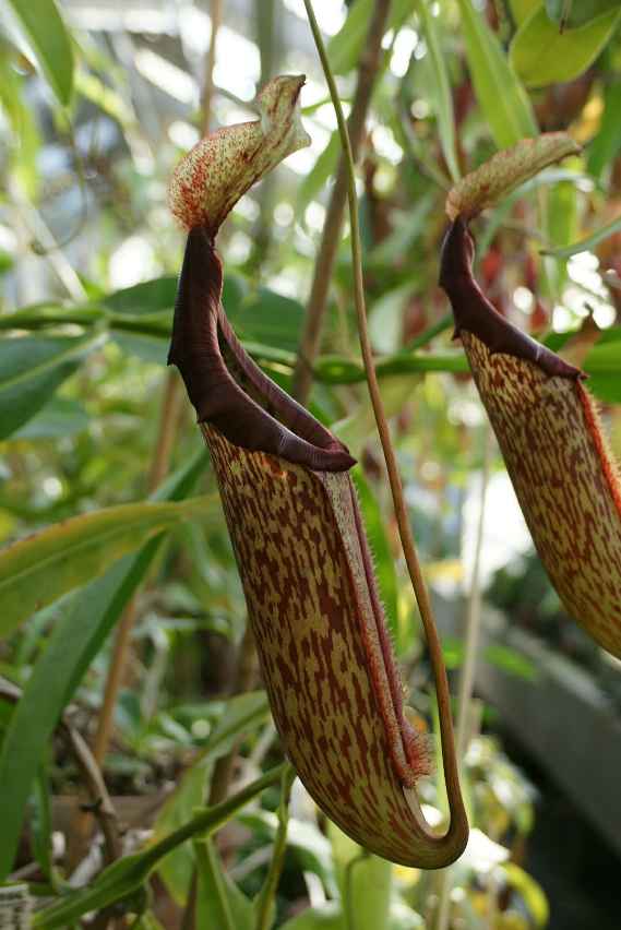 Kannen der fleischfressenden Pflanze Nepenthes 'Miranda'