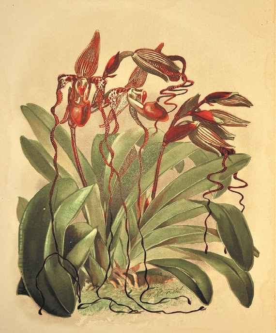 Botanische Illustration der Orchideenart Paphiopedilum sanderianum