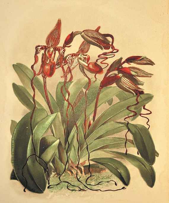 Botanische Illustration der Orchideenart Paphiopedilum sanderianum