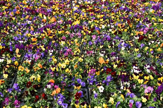 Ein Meer von verschiedenfarbig blühenden Viola cornuta 