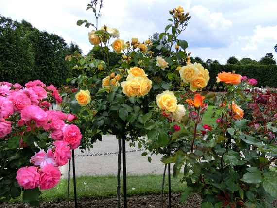 Hochstammrosen in verschiedenen Farben am Rosenparterre im Schlosspark Schönbrunn