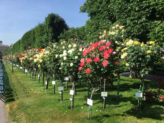 Hochstammrosen in verschiedenen Farben im Volksgarten