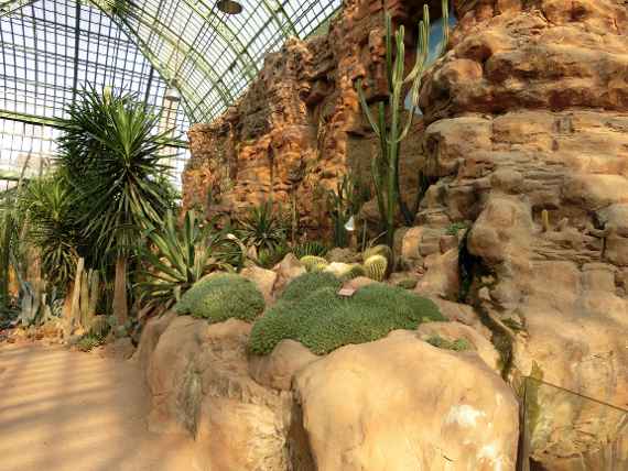 Wüstenlandschaft mit Pflanzen im Wüstenhaus Schönbrunn