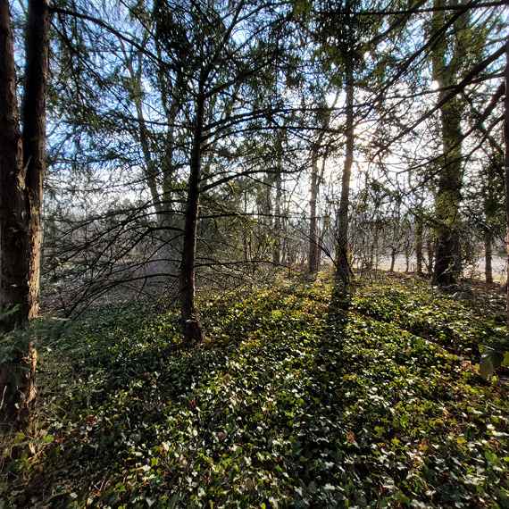 Dreieckwiese im Schloßpark Schönbrunn