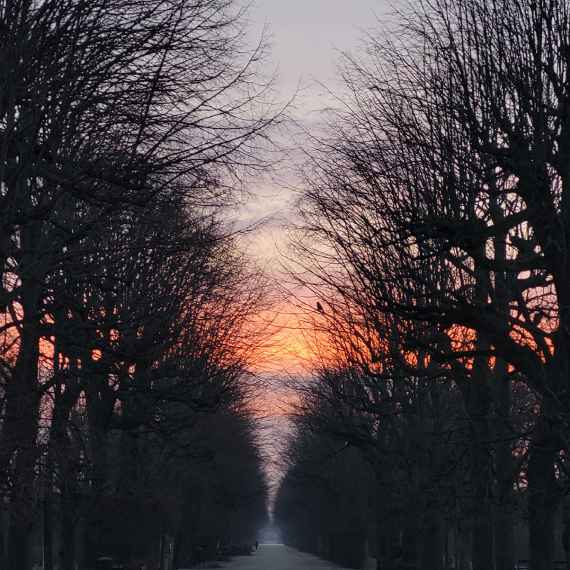 Finstere Allee im Schloßpark Schönbrunn