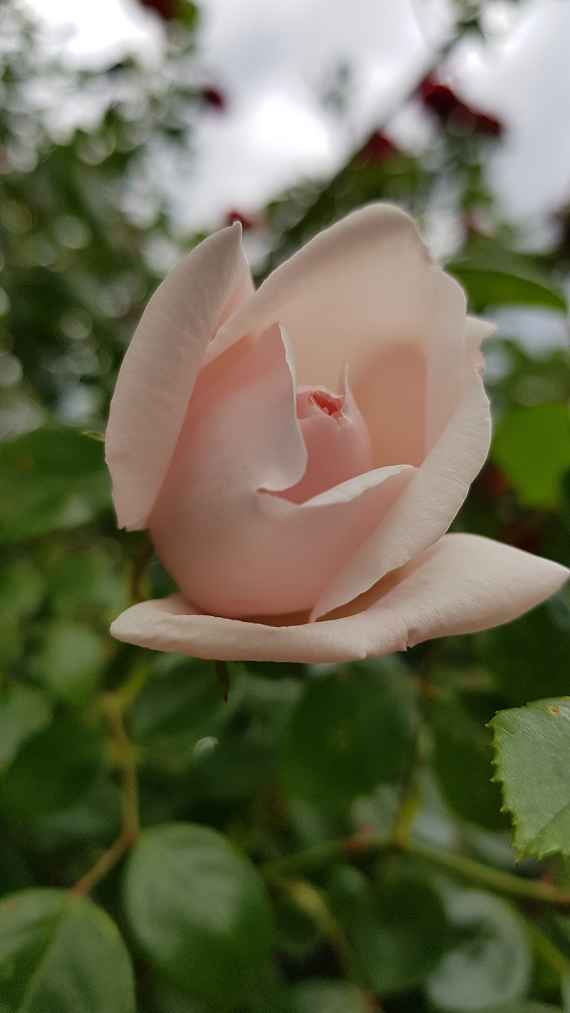 Rose2