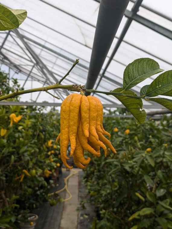 Aufnahme der Zitrusfrucht Buddhas Hand mit Glashaus und Zitruspflanzen im Hintergrund