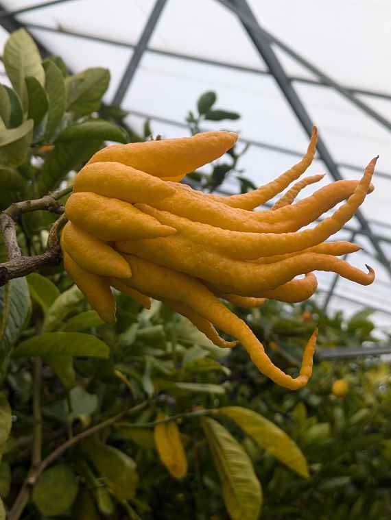 Eine Frucht der Sorte Buddhas Hand