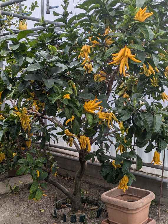  Baum Buddhas Hand im Glashaus