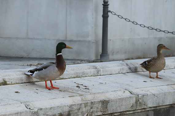 Stockente (Anas platyrhynchos)